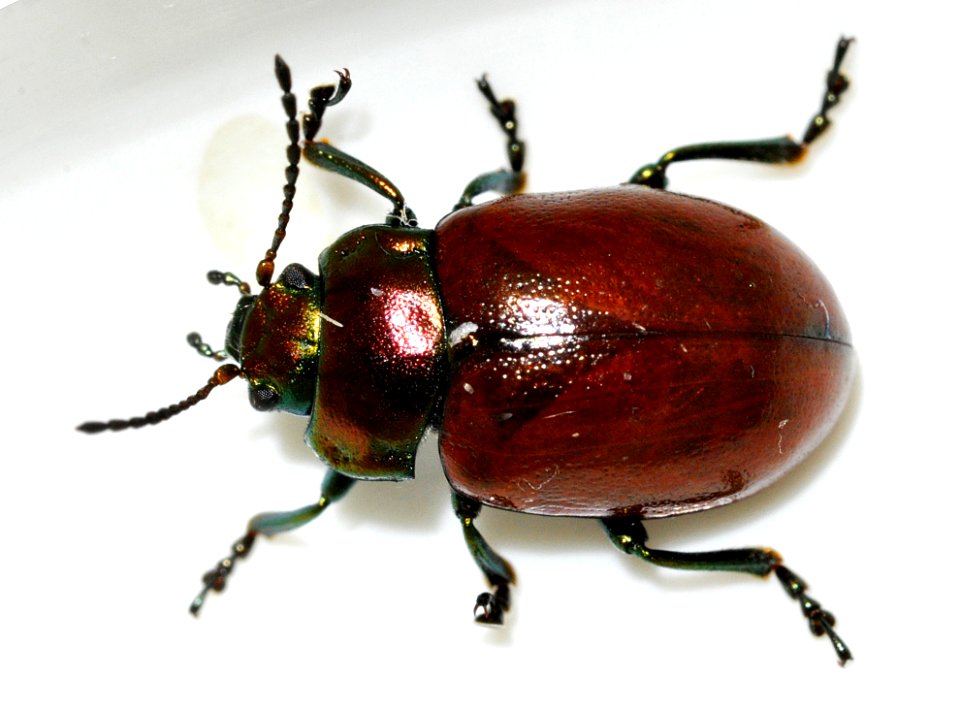 Chrysolina-polita-05-fws