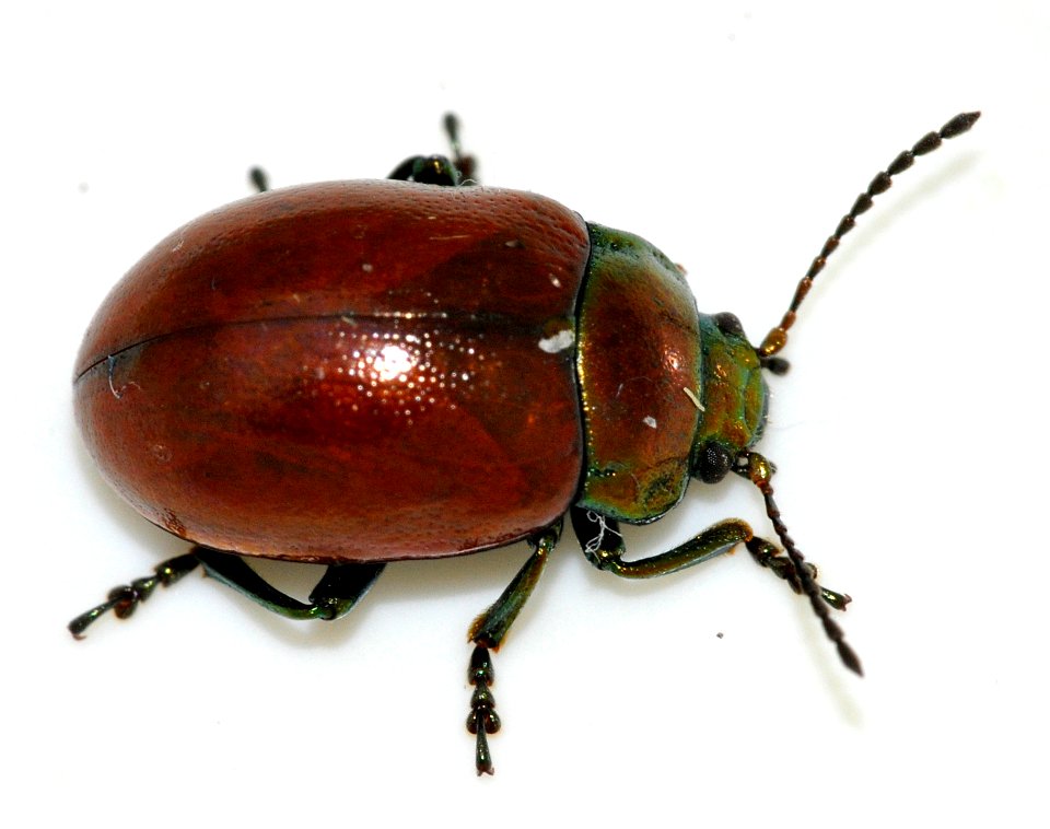 Chrysolina-polita-01-fws