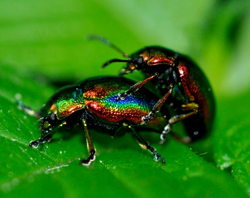 Chrysolina-fastuosa-06-fws