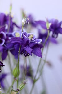 Nature purple flowers