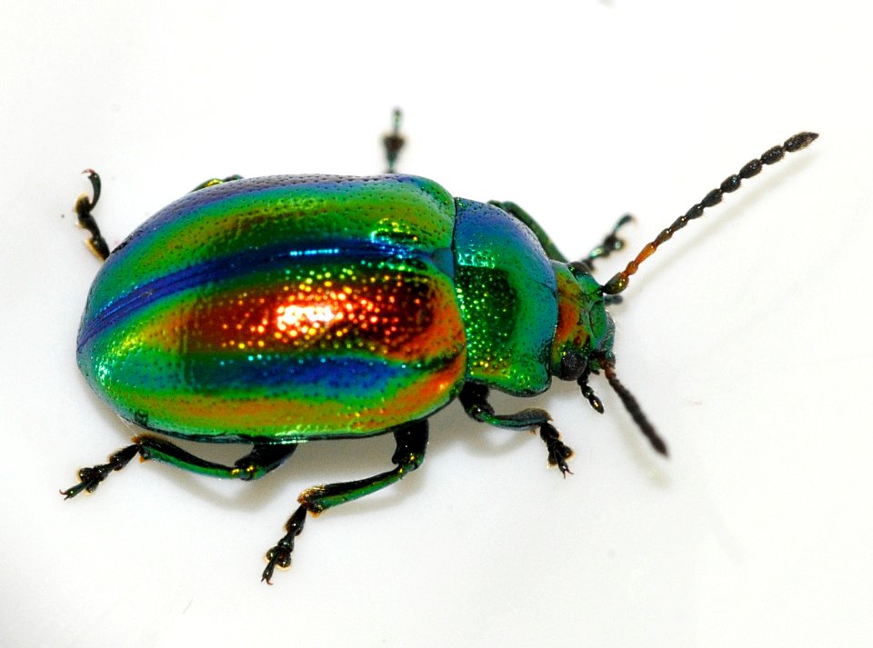 Chrysolina-fastuosa-11-fws