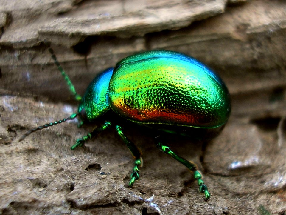 Chrysolina graminis - BeuningerUiterwaardenNL20070413 41