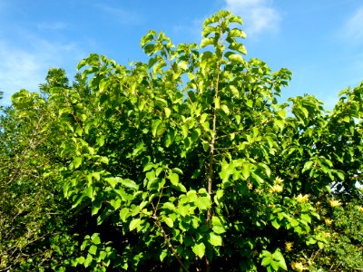 Croton sylvaticus