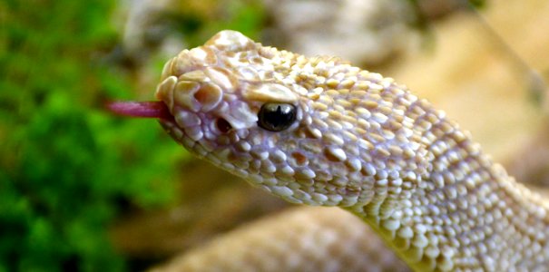 Crotalus vegrandis Genève 24102014 4