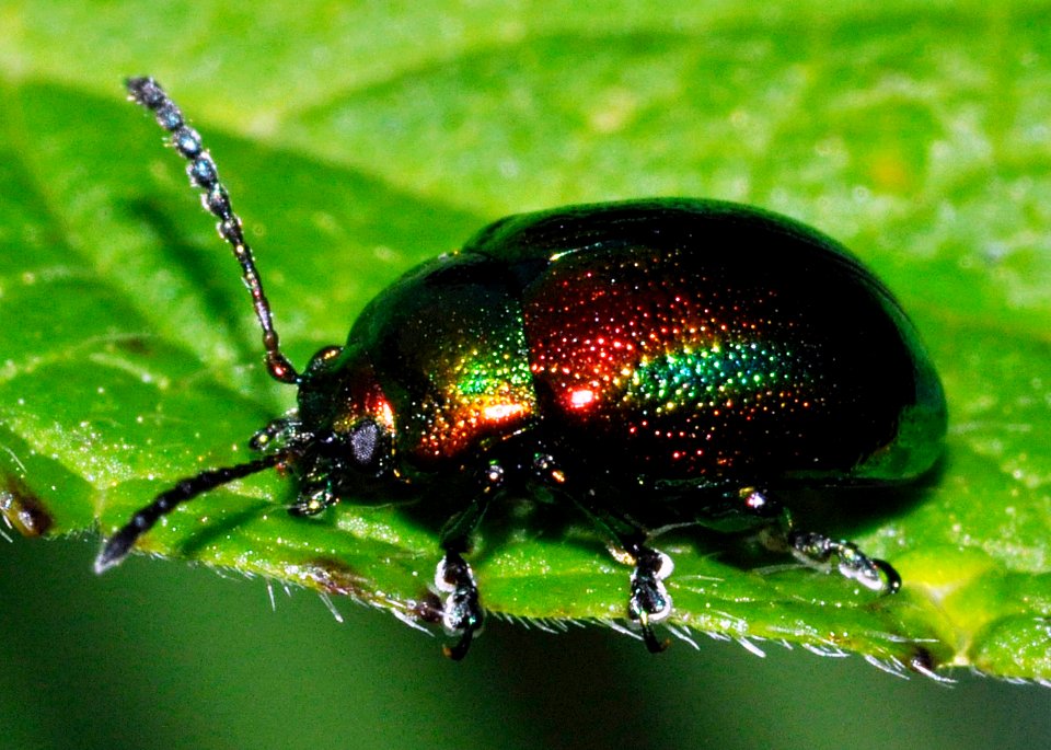 Chrysolina-fastuosa-02-fws