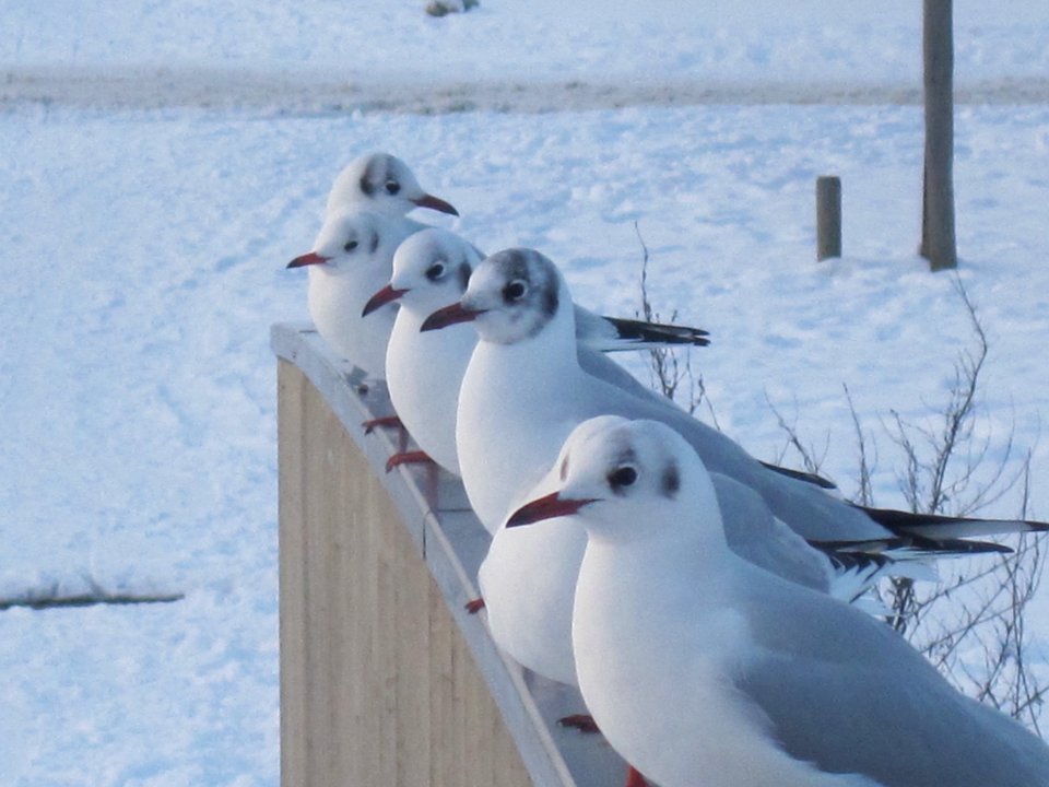 Chroicocephalus ridibundus (adult in winter plumage)