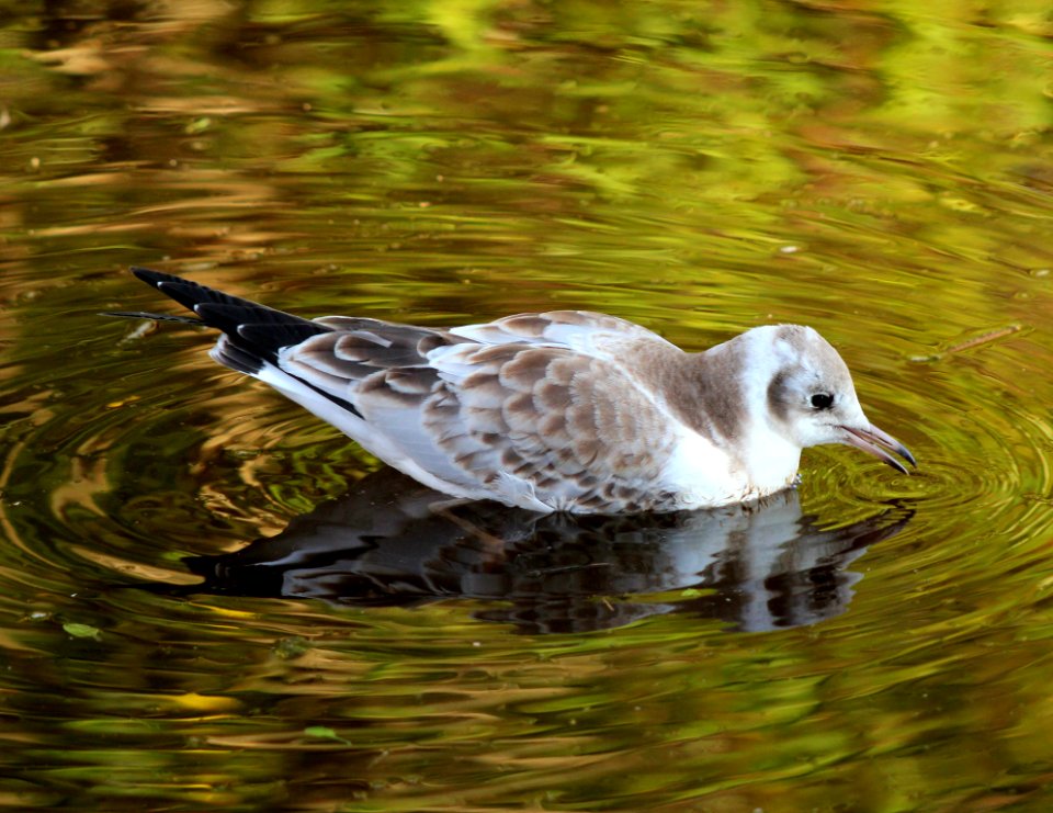 Chroicocephalus ridibundus Oulu 20120810 01
