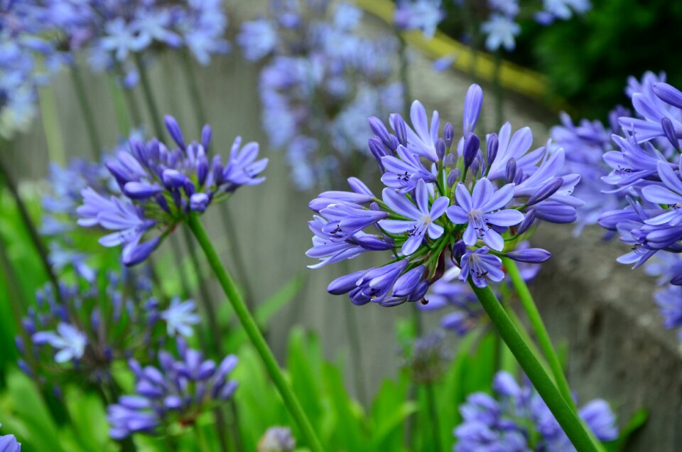 Jewelry lilies greenhouse container plant inflorescence photo