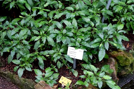 Crossandra nilotica - Botanischer Garten - Heidelberg, Germany - DSC01052