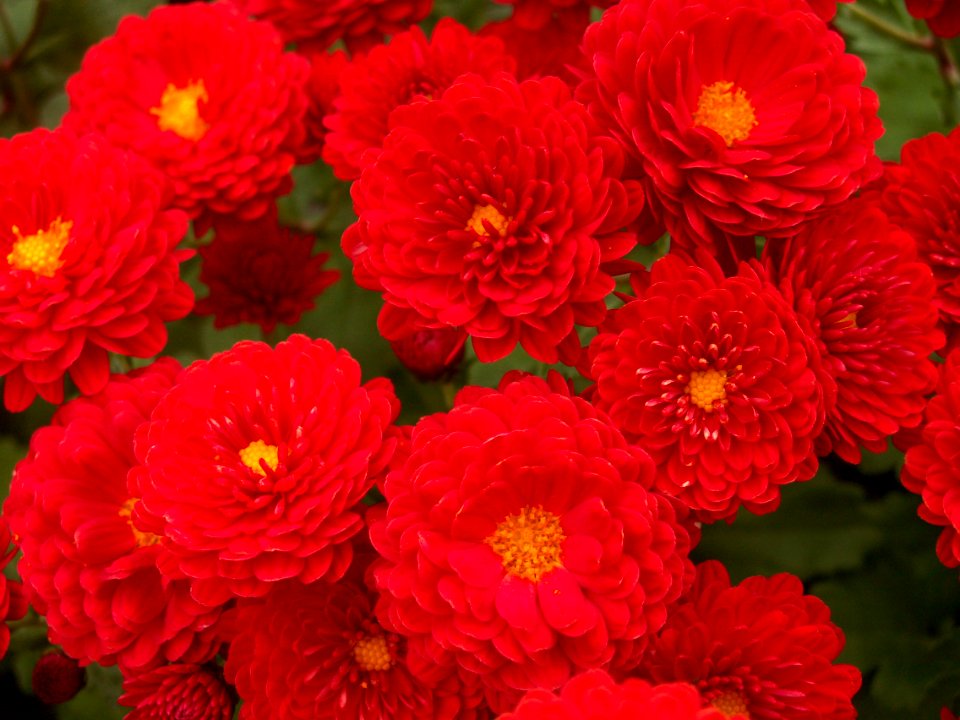 Chrysanthemum x morifolium ‘Foxy Marjorie,’ Phipps Conservatory, 2015-10-24, 01