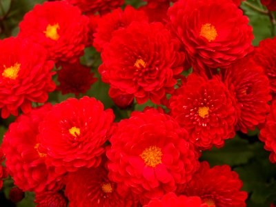Chrysanthemum x morifolium ‘Foxy Marjorie,’ Phipps Conservatory, 2015-10-24, 01