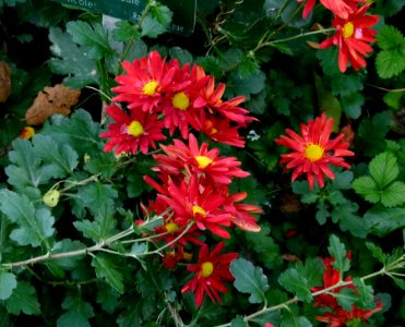 Chrysanthèmes - automne Jardin des Plantes