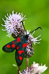 Butterfly flower Free photos