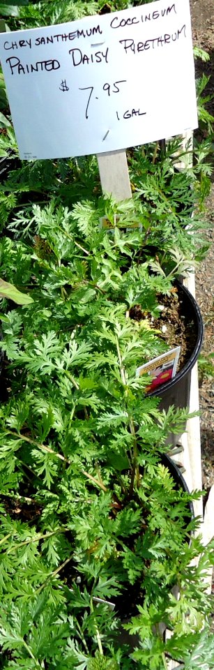 Chrysanthemum Coccinsum Painted Daisy Pyrethrum plants growing in NJ in April