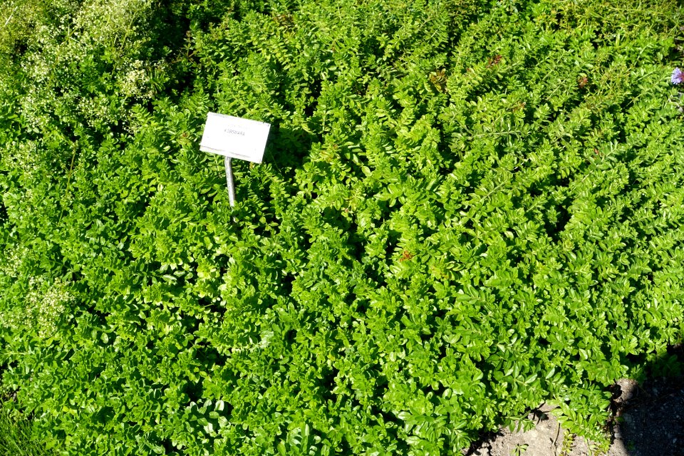 Cruciata laevipes - Bergianska trädgården - Stockholm, Sweden - DSC00226