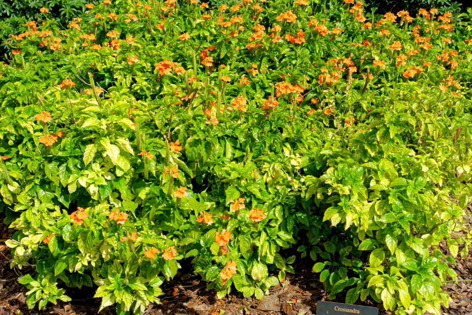 Crossandra infundibuliformis - Mounts Botanical Garden - Palm Beach County, Florida - DSC03821