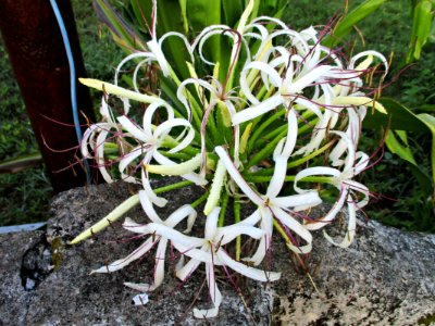 Crinum lily (Crinum asiaticum) flowers