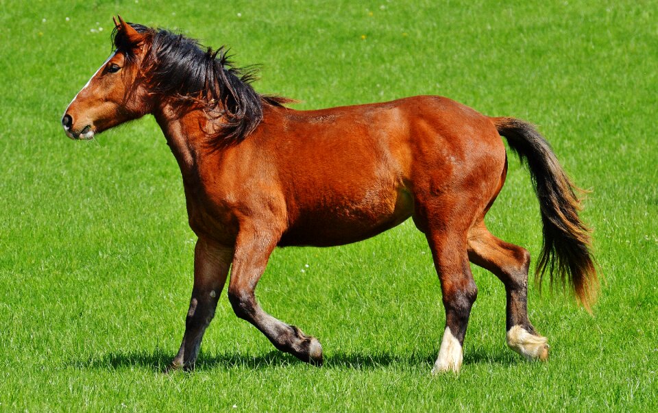 Animal nature ride