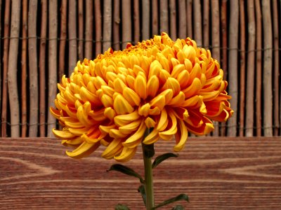 Chrysanthemum, Phipps Conservatory, 2015-10-24, 01