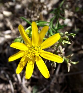 Chrysactinia mexicana 1