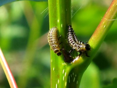 Chrysomela populi (Poplar Leaf Beetle) larvae, Arnhem, the Netherlands
