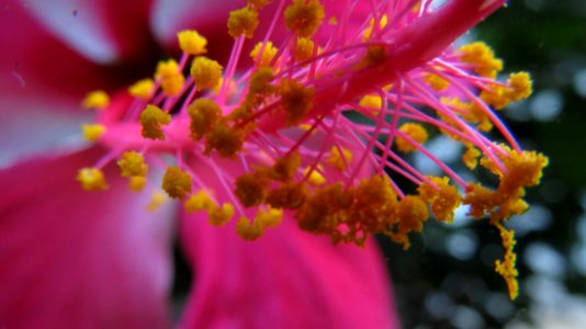Chromatic aberration in a macro photo