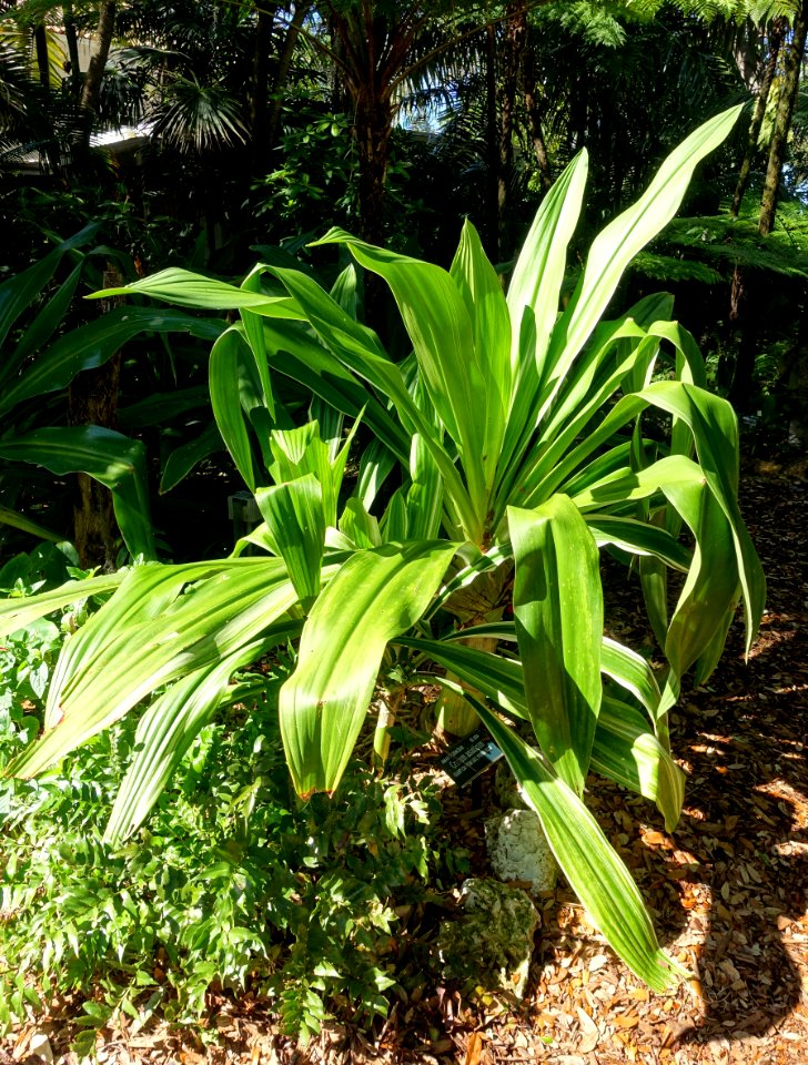 Crinum asiaticum - Marie Selby Botanical Gardens - Sarasota, Florida - DSC01129