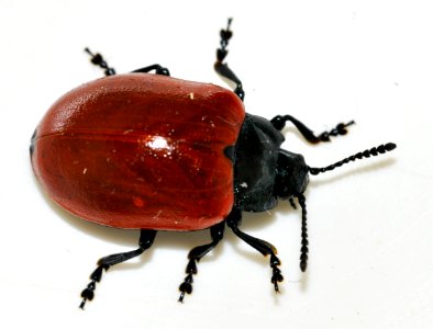 Chrysomela-populi-05-fws