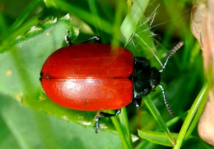 Chrysomela-populi-03-fws