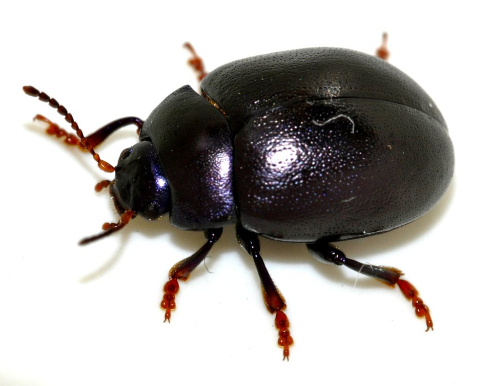 Chrysolina-sturmi-11-fws