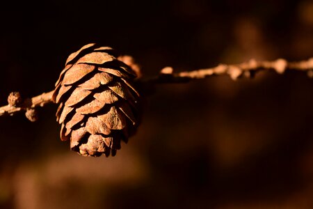 Background decorative brown photo