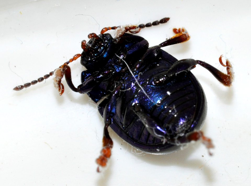 Chrysolina-sturmi-06-fws