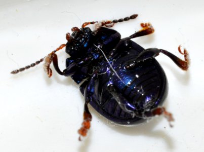Chrysolina-sturmi-06-fws