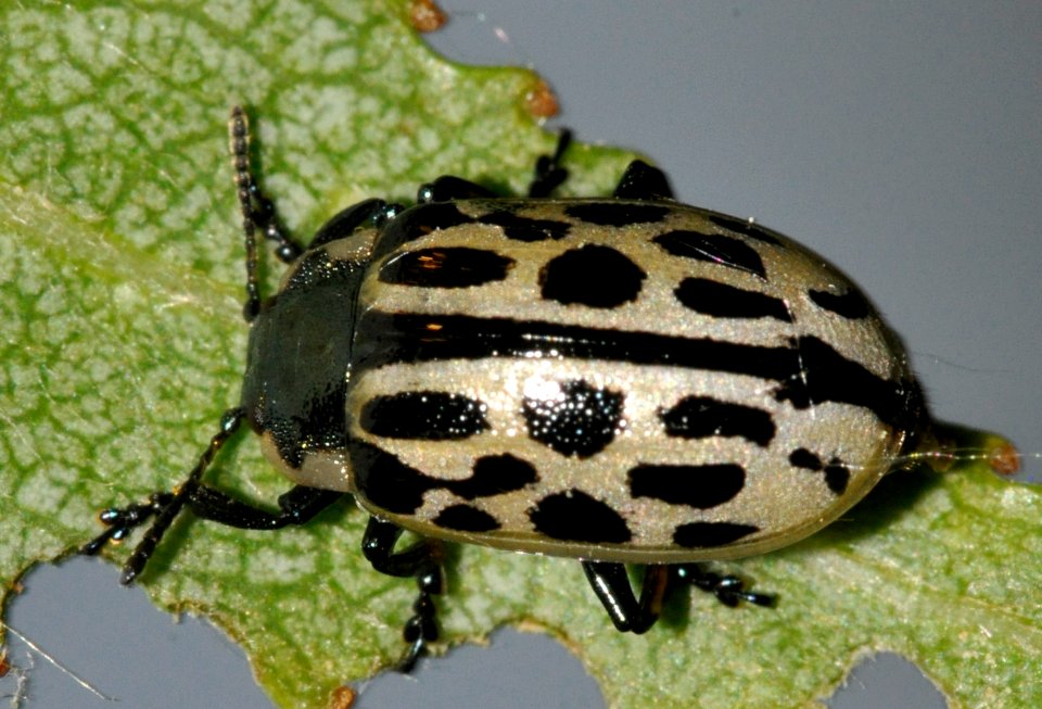 Chrysomela-vigintipunctata-02-fws