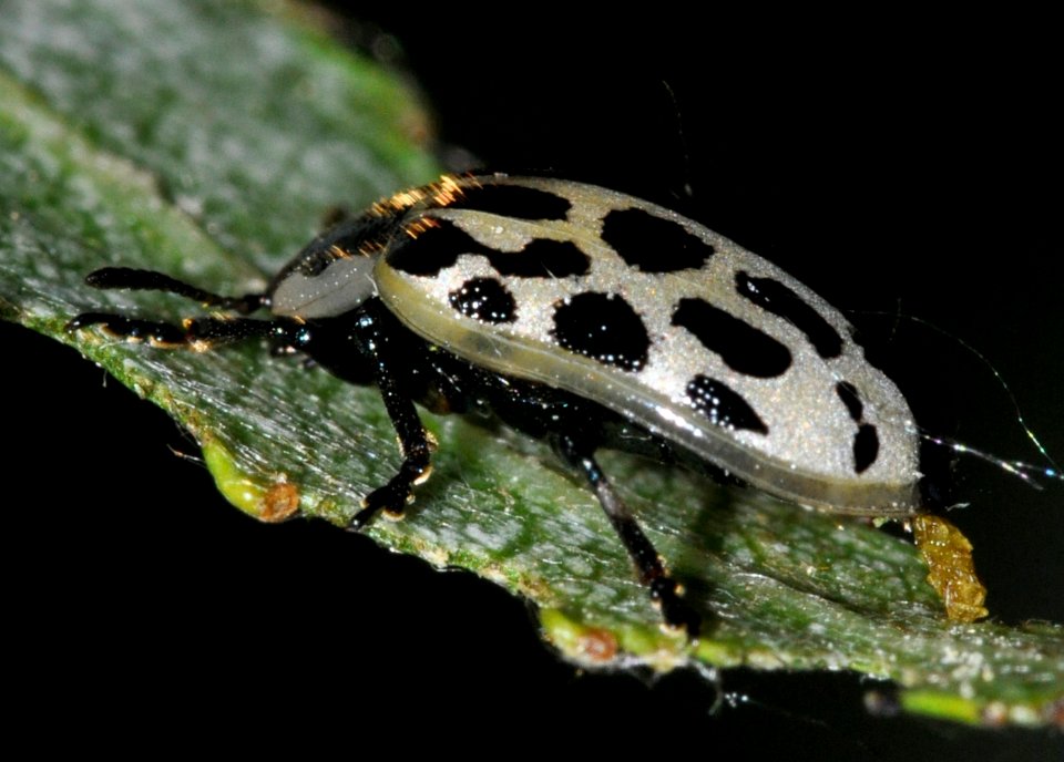 Chrysomela-vigintipunctata-05-fws