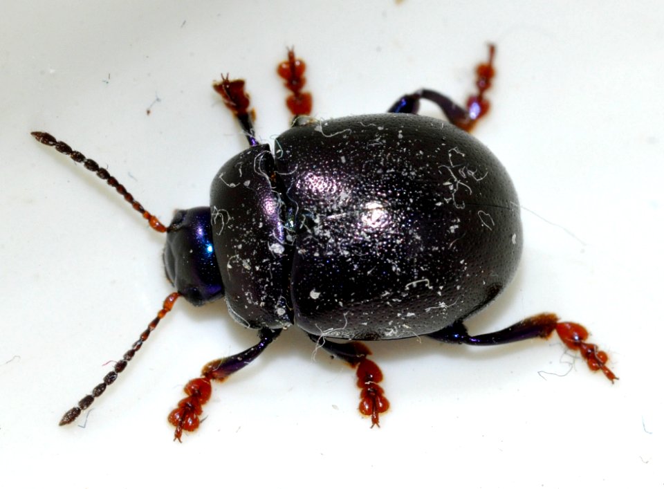 Chrysolina-sturmi-10-fws
