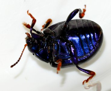 Chrysolina-sturmi-13-fws