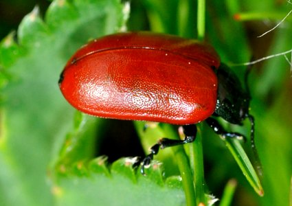 Chrysomela-populi-04-fws