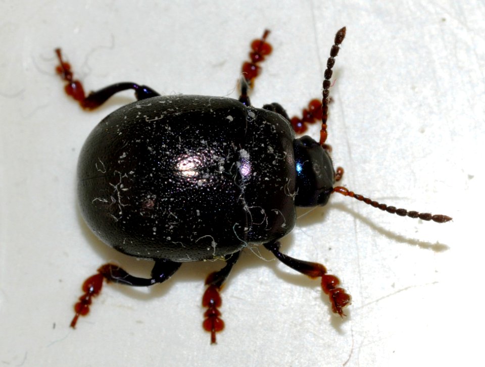 Chrysolina-sturmi-07-fws