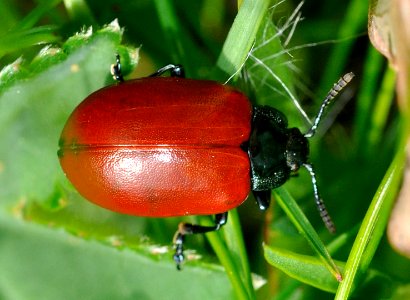 Chrysomela-populi-01-fws
