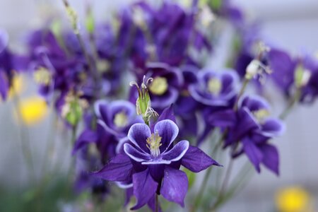 Nature purple flowers