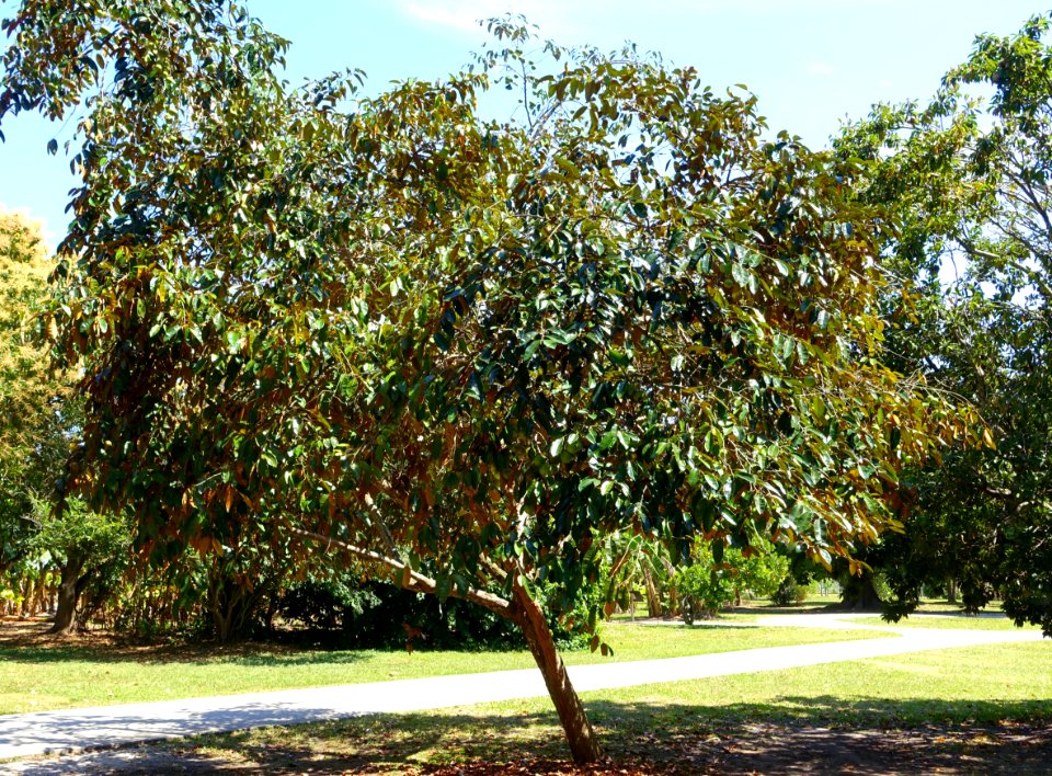 Chrysophyllum cainito - Fruit and Spice Park - Homestead, Florida - DSC09134