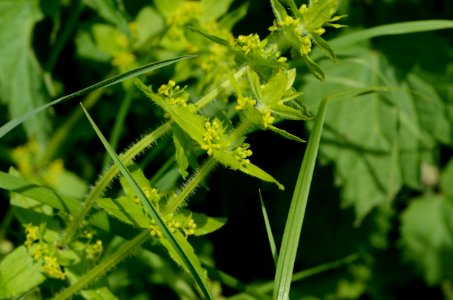 Cruciata laevipes 2