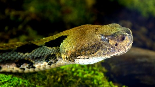 Crotalus horridus atricaudatus Genève 24102014 1