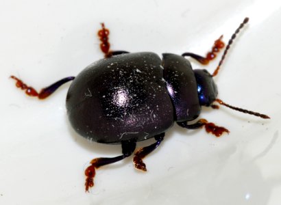 Chrysolina-sturmi-05-fws