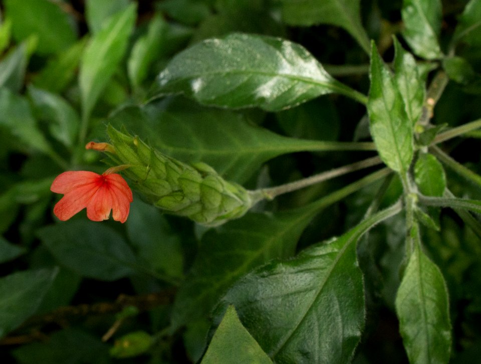Crossandra nilotica - Botanischer Garten Dresden (2)