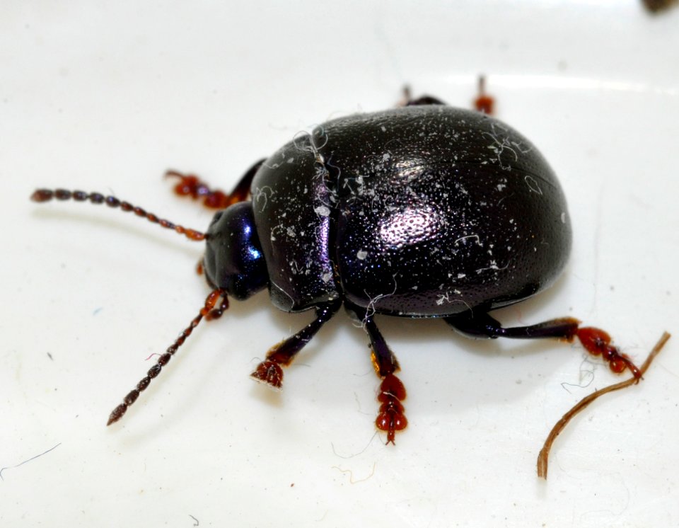 Chrysolina-sturmi-09-fws