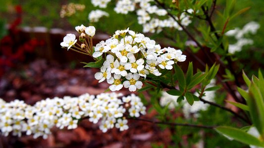 Spring garden spirea grey