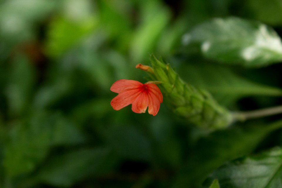 Crossandra nilotica - Botanischer Garten Dresden