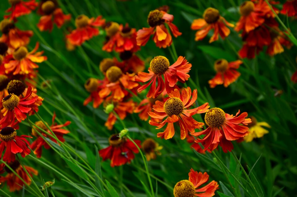 Garden ornamental plant garden plant
